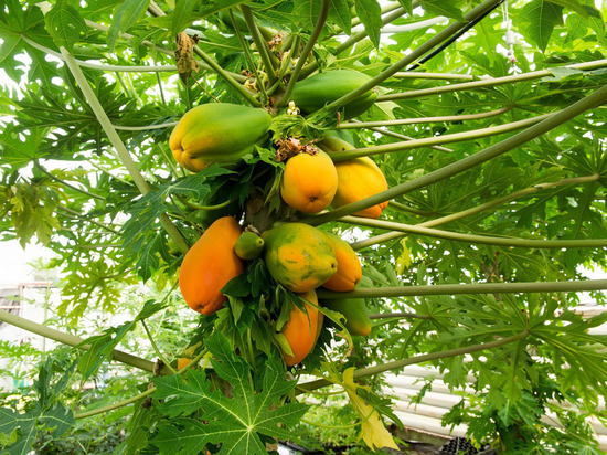 В Калуге начали выращивать инжир и папайи