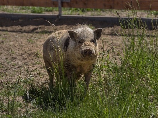 На Ставрополье возбудили дело по факту вспышки африканской чумы свиней