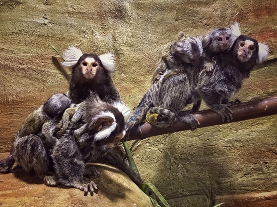 В зоопарке Калуги родились обезьянки