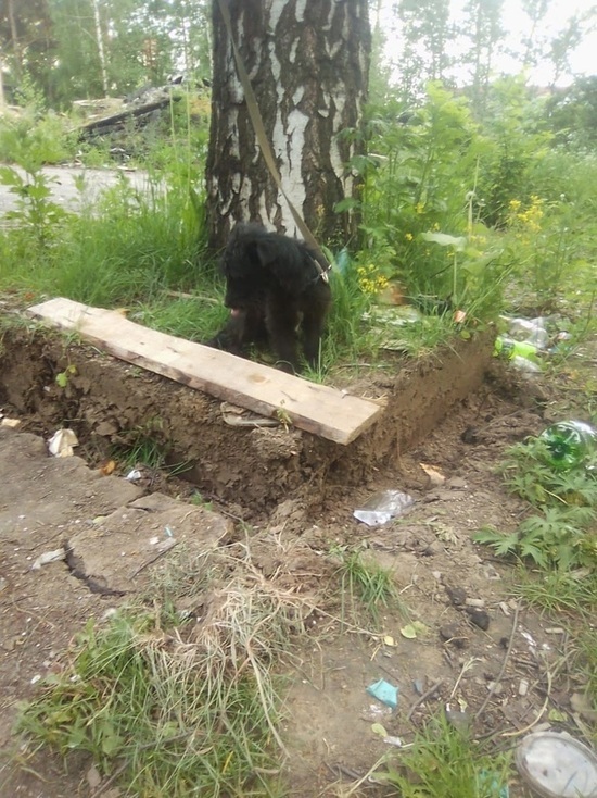 В Ярославле спасли щенка, который три дня умирал на жаре