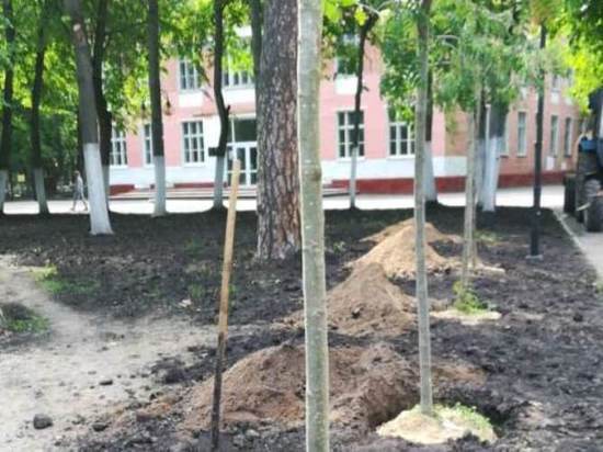 В новом сквере города Серпухова высадят рябины