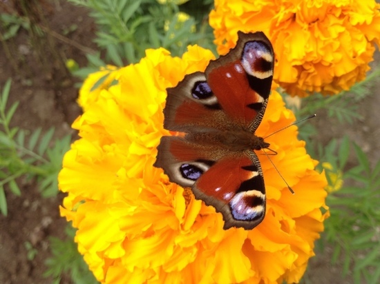 10 июня «МК в Смоленске» поздравляет смоленских «ватсонов» из УМВД