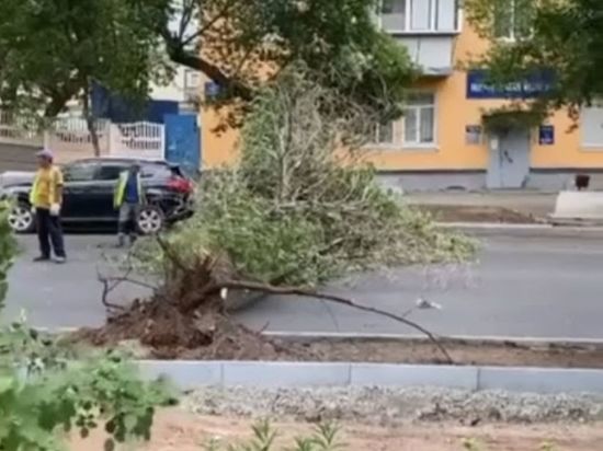 В Оренбурге сильный ветер опрокинул дерево на проезжую часть
