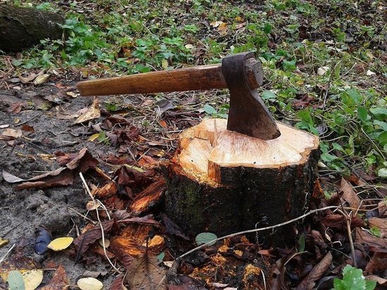 Четыре лихих лесоруба нарубили в Бурятии леса на 21 миллион рублей