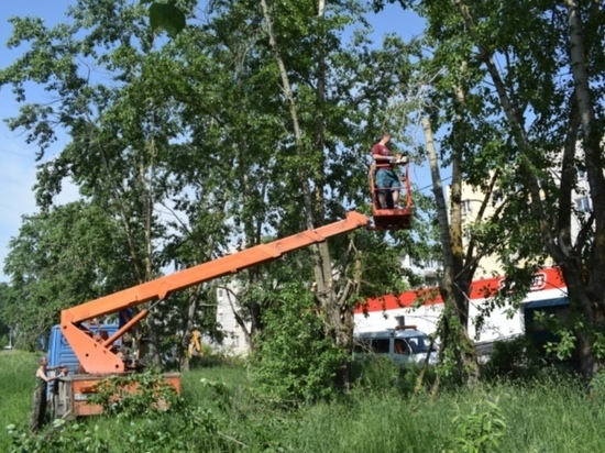 В Иванове производится спил старых деревьев