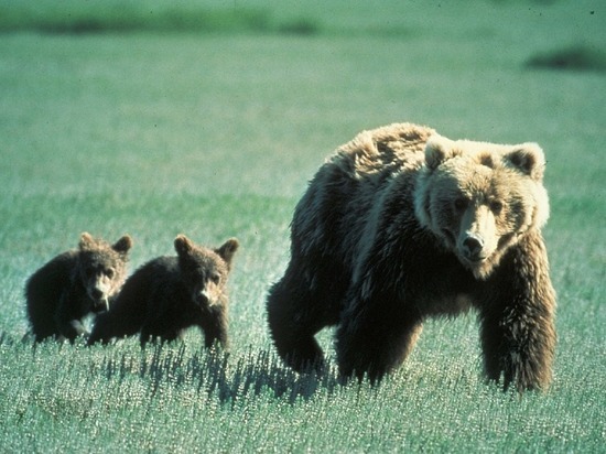 Сотрудникам карельского предприятия купят горны из-за нашествия медведей
