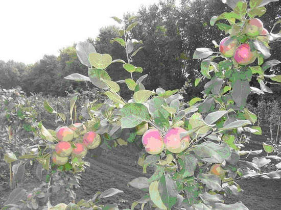 Предприятие «Сады Мичурина» ожидает в этом году первый урожай плодов