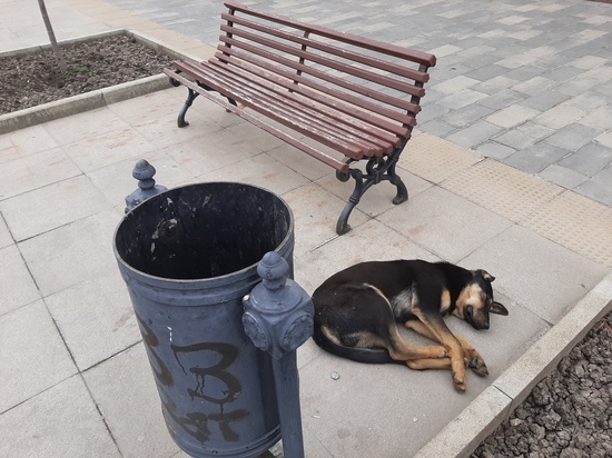 В Саратовской области отловят  более 4 тысяч бездомных собак