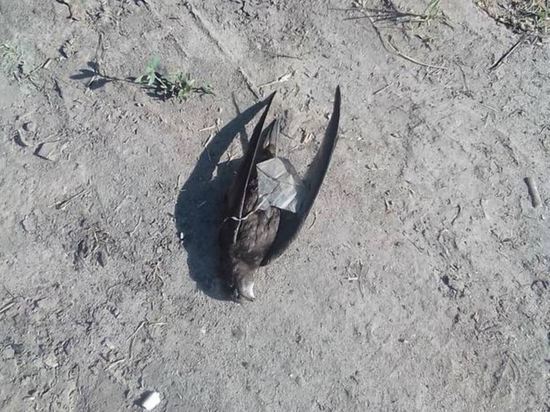 В Брянске сняли на фото упавших замертво птиц