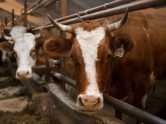 Самых продуктивных коров в ДФО нашли в Бурятии