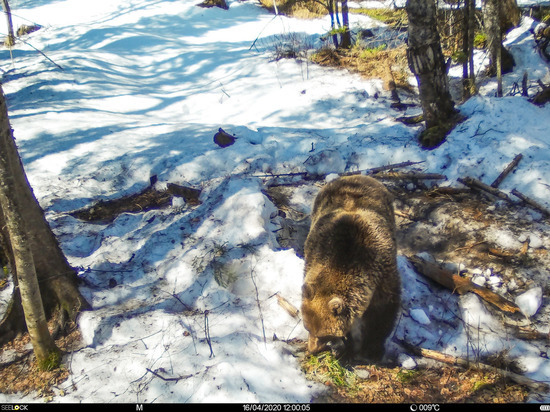 В Байкальском заповеднике в Бурятии посчитали медведей