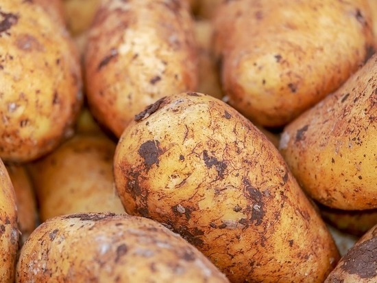 Ставрополье наращивает производство картофеля
