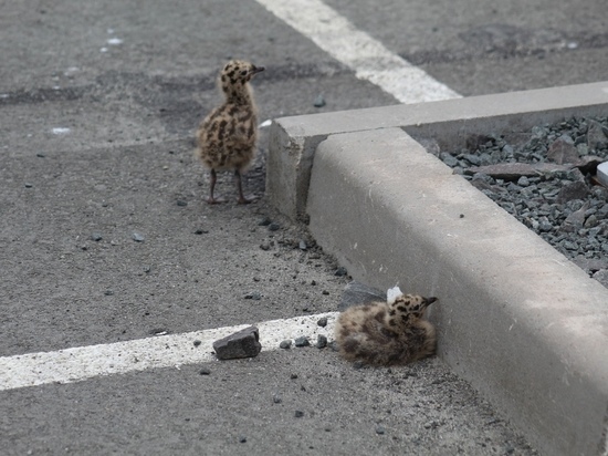 Ми-ми-ми: в центре Петрозаводске на парковке вылупились птенцы чаек