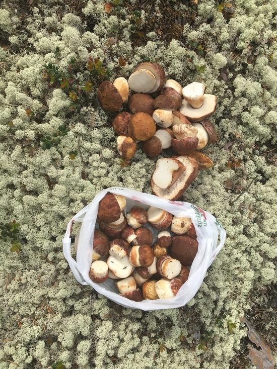 Жители Губкинского собирают грибы ведрами и мешками