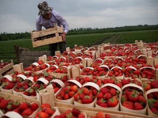 600 тонн ягод: на Кубани собирают урожай