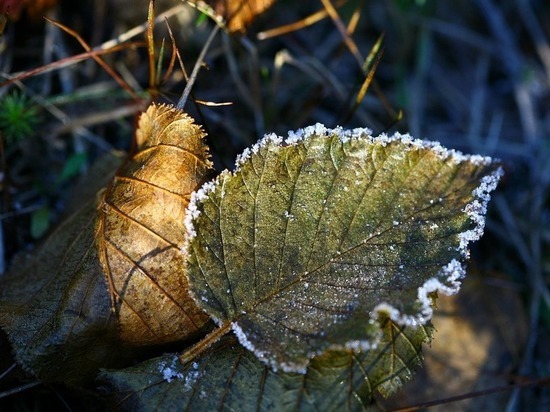В Оренбургской области ожидаются заморозки