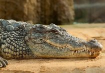 В сети появилось видео, как в Индонезии мужчины достают из крокодила женщину, которые он недавно съел, сообщает Daily Mail