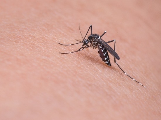 Санврачи ЯНАО рассказали, могут ли комары переносить COVID-19
