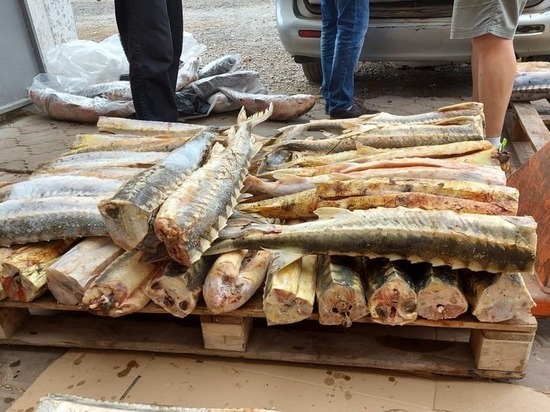 На территории Калмыкии задержана машина с краснокнижными рыбами