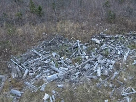 В Улан-Удэ лесозаготовители захламили свои базы порубочными останками