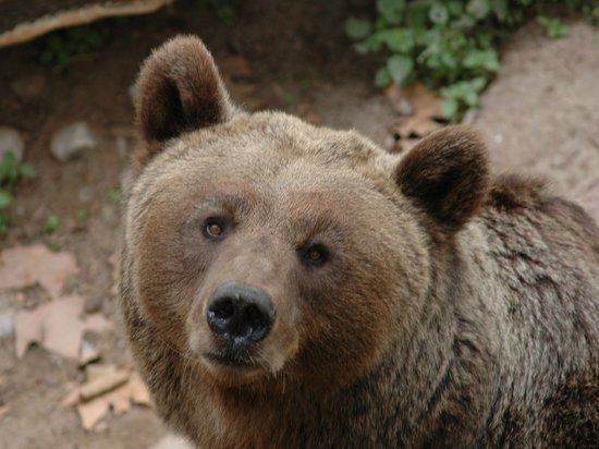 Медведица избила сборщика папоротника под Хабаровском