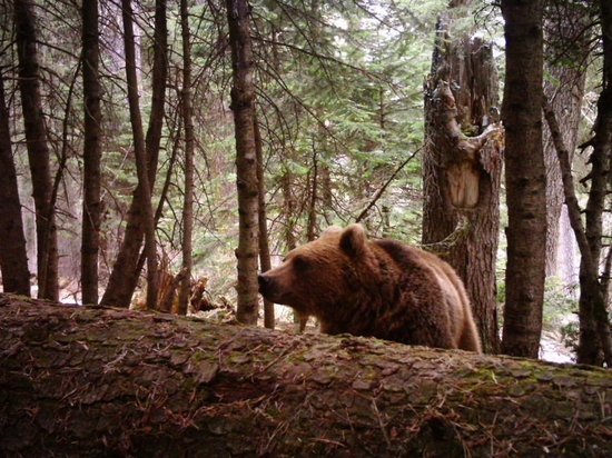 В Кавказском заповеднике провели учет медведей