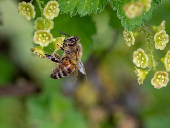 Проблемы гибели пчёл рассмотрят в Совфеде