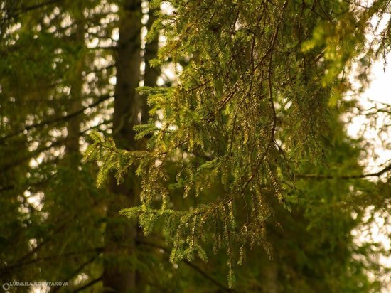 В Карелии идет разработка новых лесохозяйственных регламентов лесничеств