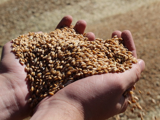 Хлеборобы  Калмыкии начали уборку зерновых культур