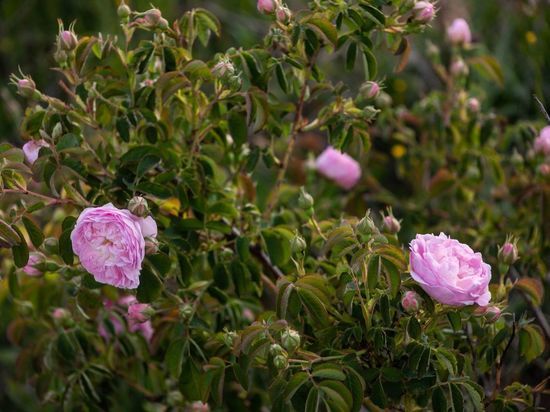 В связи с погодными условиями пока активного цветения крымской розы не отмечается.