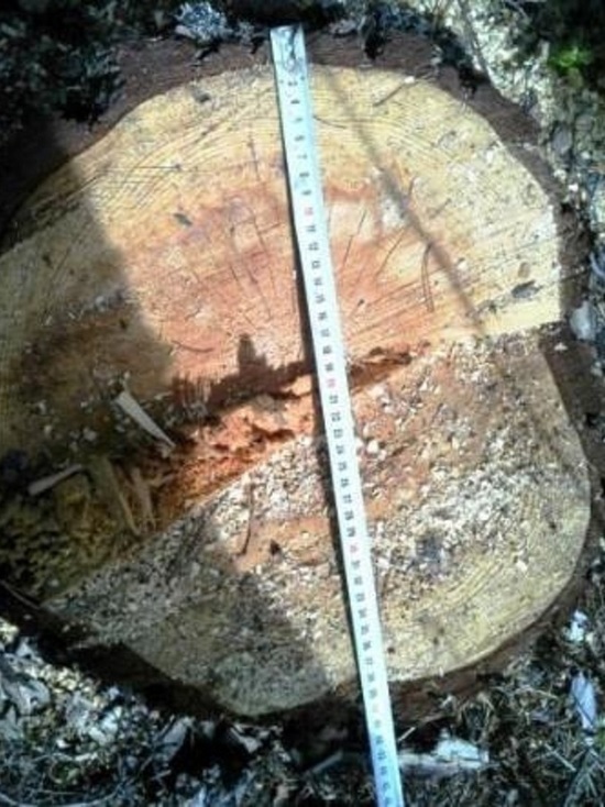 Ученые в Бурятии изучают прошлое Байкала по древесине из старых построек