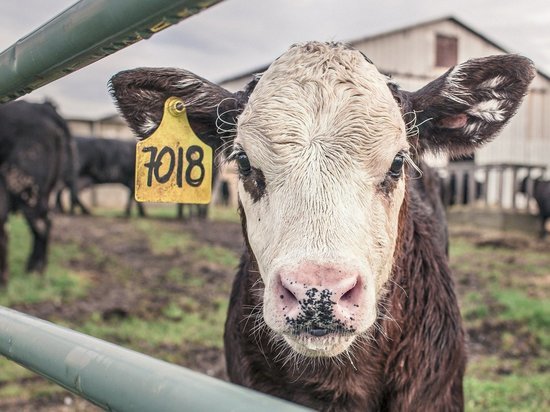 В Воронежской области насчитали больше коров, чем в прошлом году