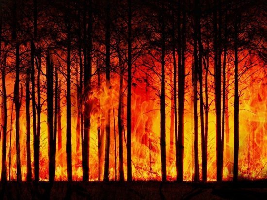 В Марий Эл с начала года произошло девять лесных пожаров