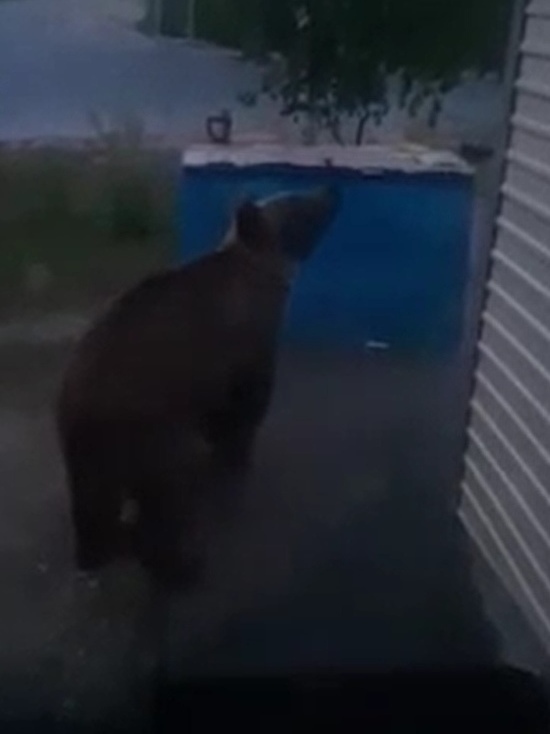 В Пангодах наглый медведь заглядывает в окна на КПП