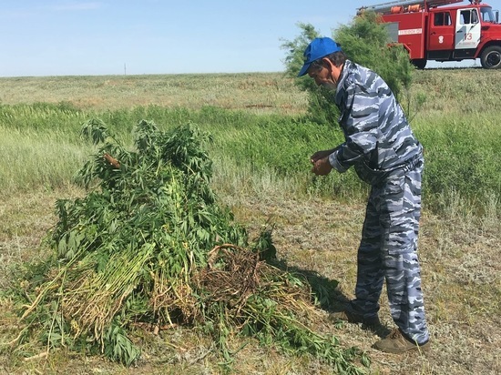 В Малодербетовском районе Калмыкии сожгли коноплю