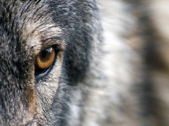 В Прионежском районе убили волка, который беспокоил дачников
