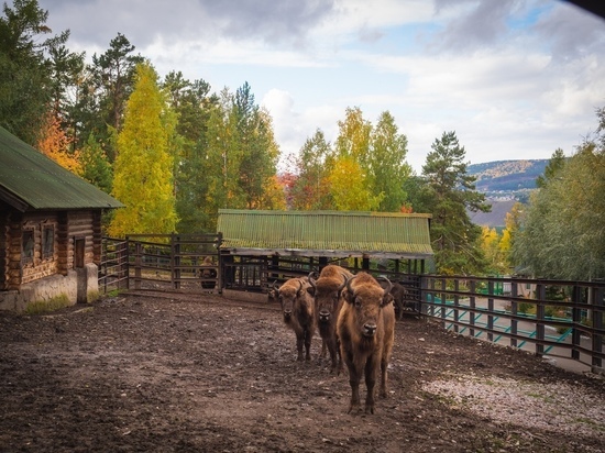 Красноярск зоопарк фото