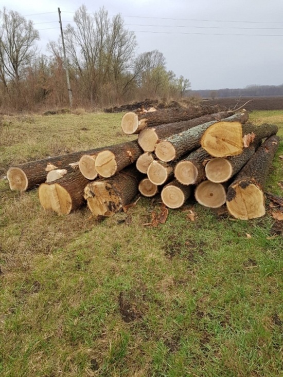 В Тамбовской области задержаны «древесные» мошенники