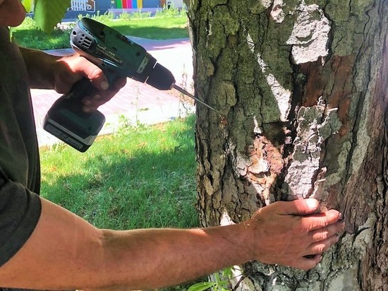 В Орле продолжают спасать каштаны от минирующей моли