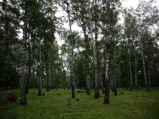 В новосибирском парке «Березовая роща» спилят 250 берез