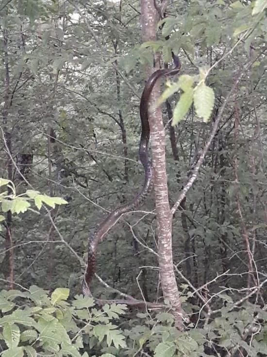 Туристы наткнулись на огромных змей в лесах Туапсе