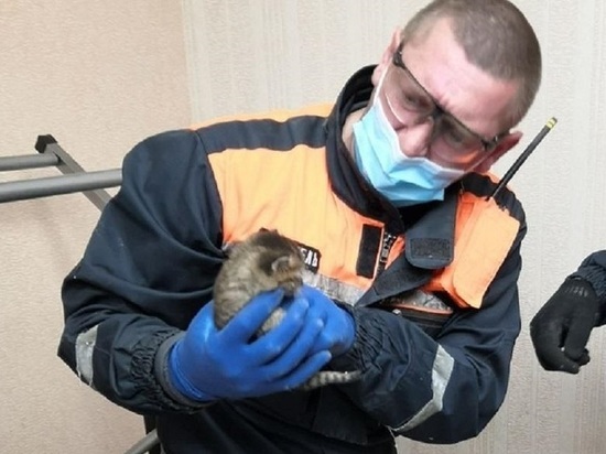 Котенка спасли из стены магазина в Ноябрьске