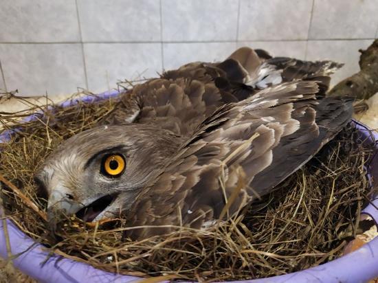 Смоленскому приюту для животных "Верность" нужны змеи живые и мертвые