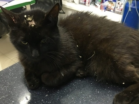 Ветеринары борются за жизнь кошки, жестоко избитую неизвестными живодерами