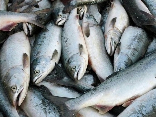Торговцы нелегальной рыбой вышли на улицы Хабаровска