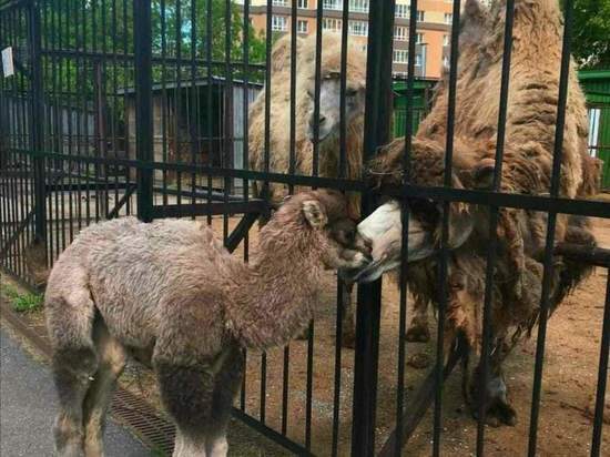 В ивановском зоопарке пытаются воссоздать верблюжью семью