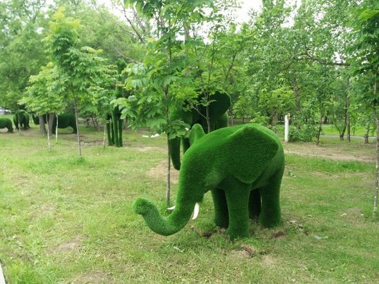Жители Хабаровска заметили слонов