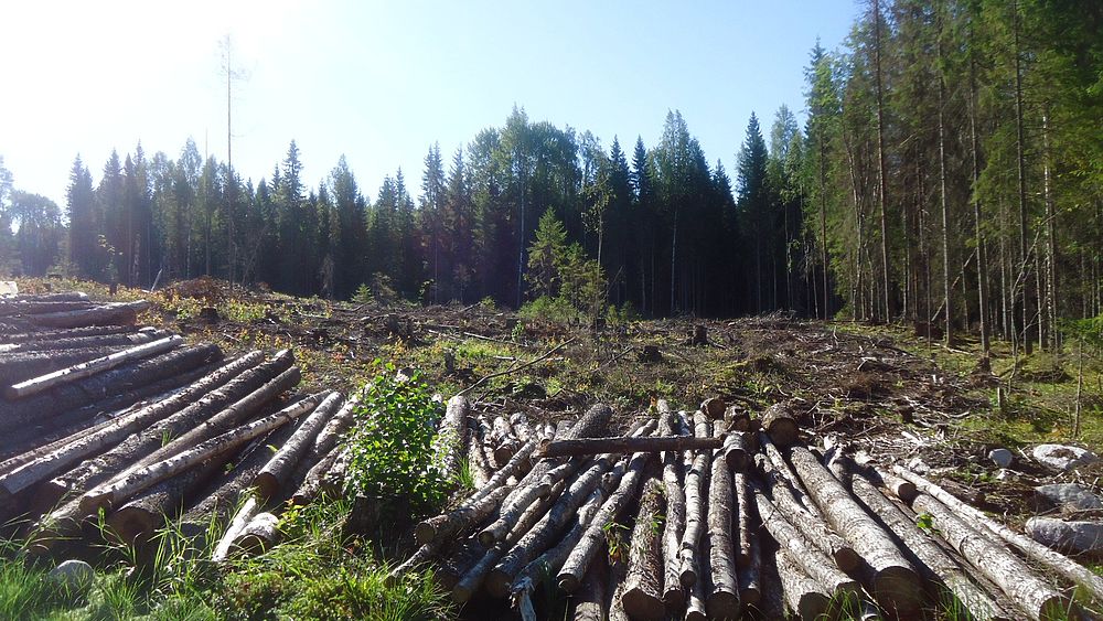 Карельские делянки: лес вырастет не скоро, зато остались порубочные остатки