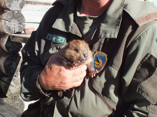 Житель Карелии спас раненного птицей бобренка