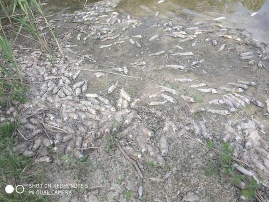 Объяснили причину гибели рыбы в брянских водоемах